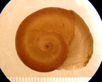 Planorbella binneyi