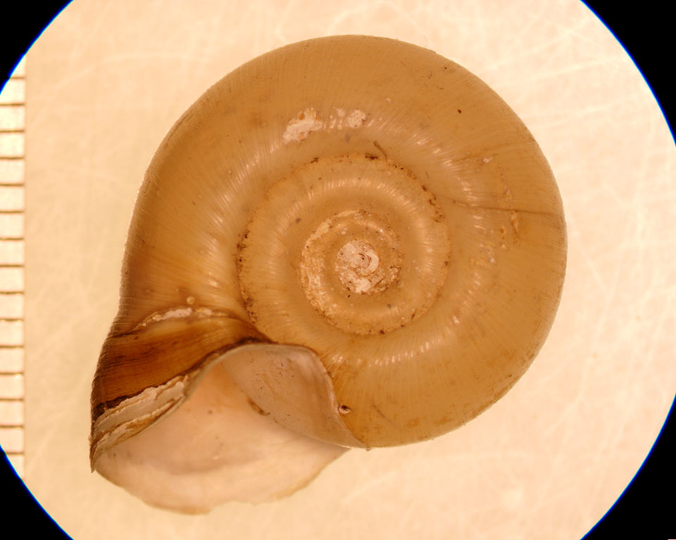 Planorbella campanulata