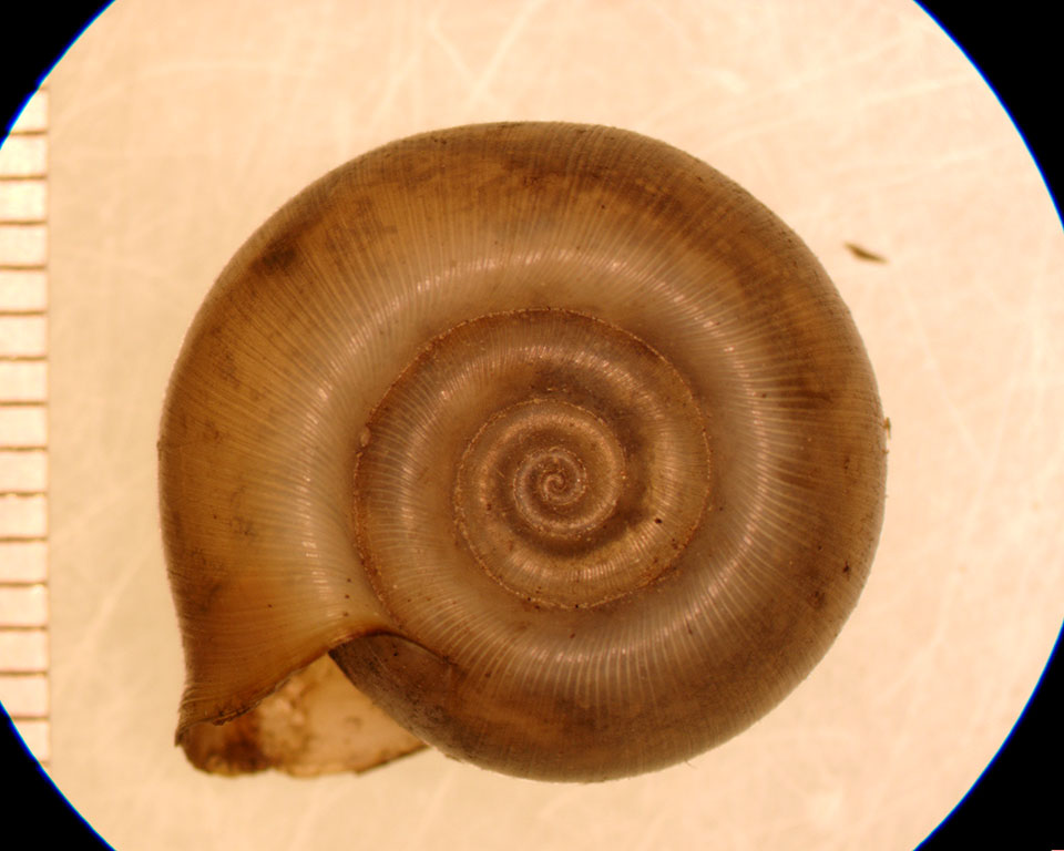 Planorbella campanulata