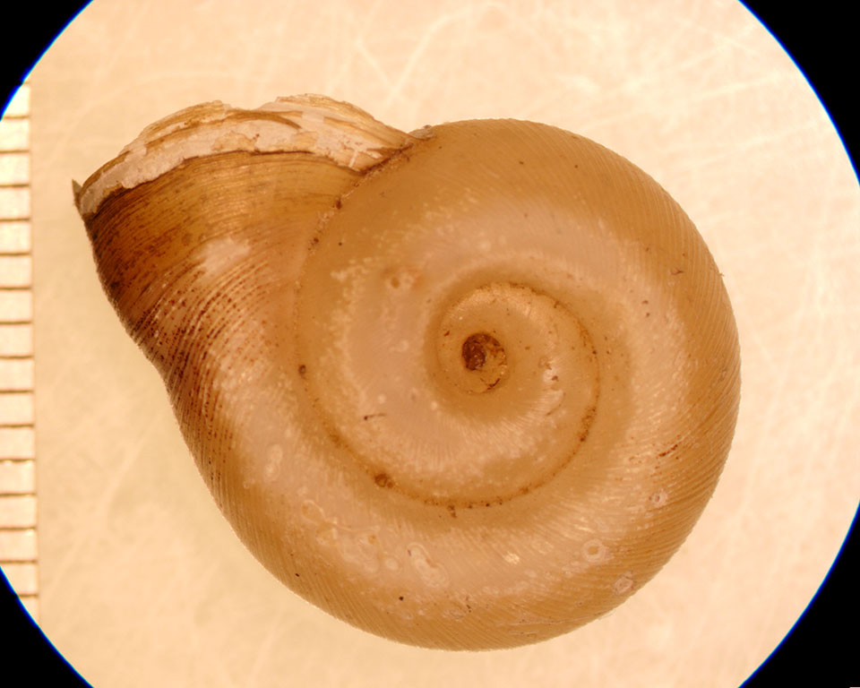 Planorbella campanulata