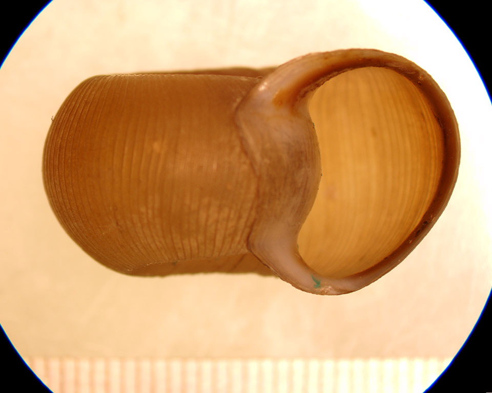Planorbella pilsbryi