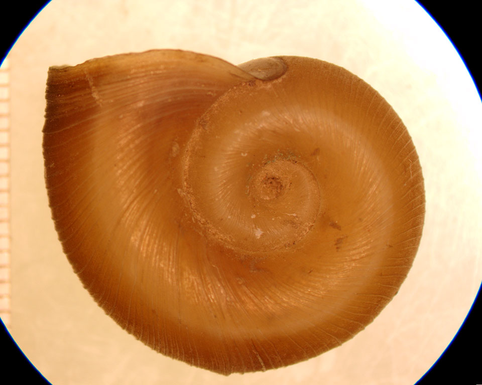 Planorbella pilsbryi