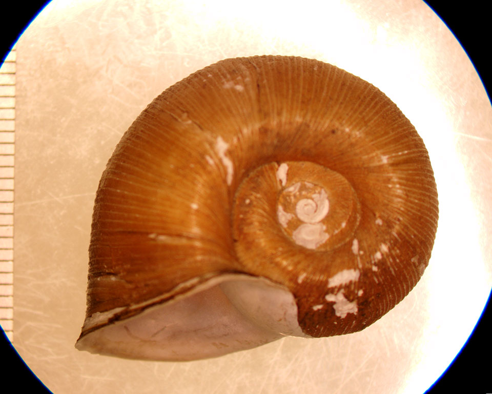 Planorbella trivolvis