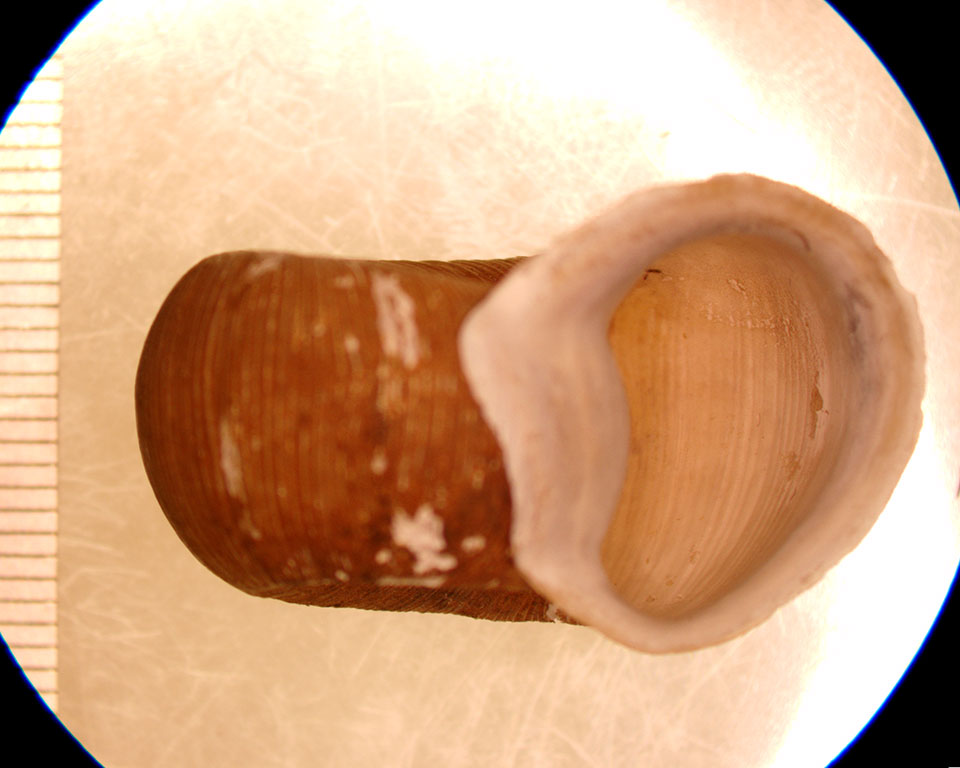 Planorbella trivolvis