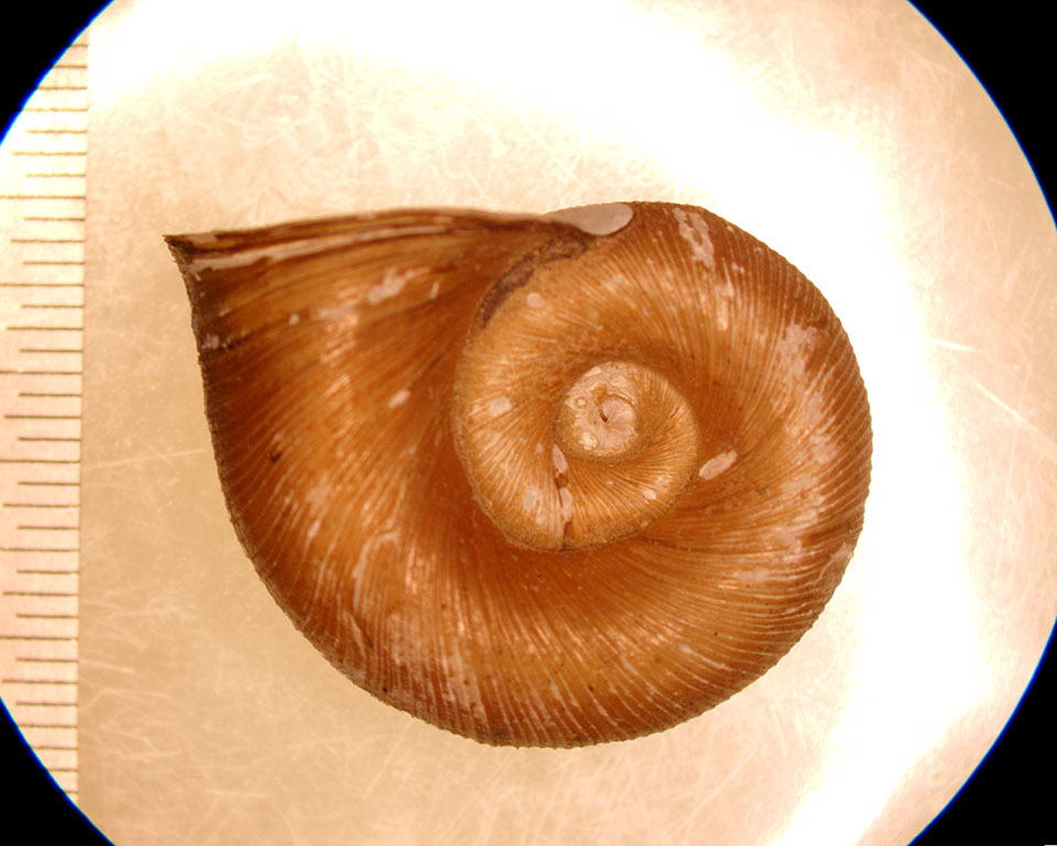Planorbella trivolvis