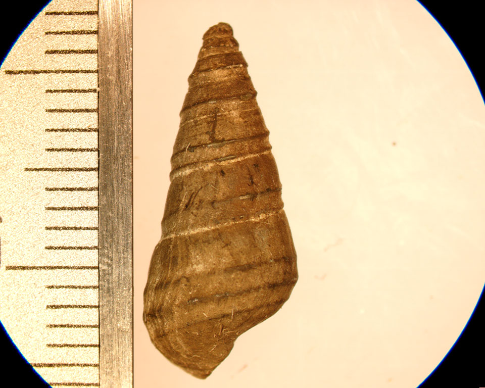 Pleurocera acuta