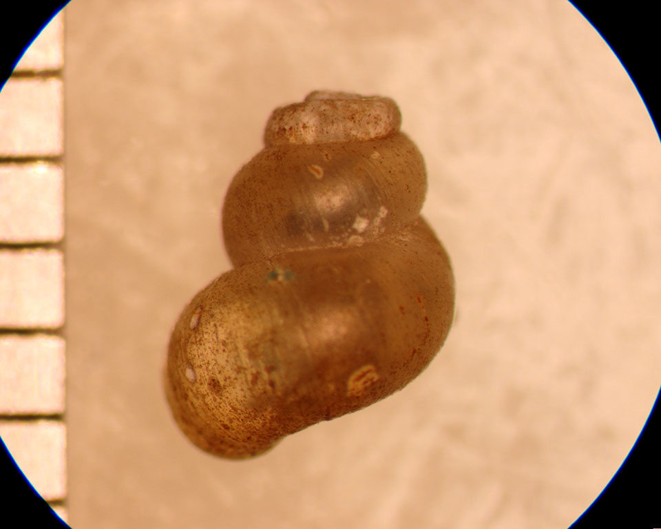 Probythinella emarginata