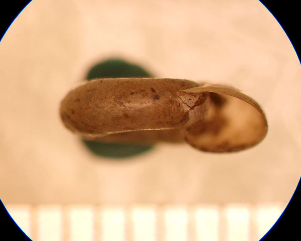Promenetus umbilicatellus
