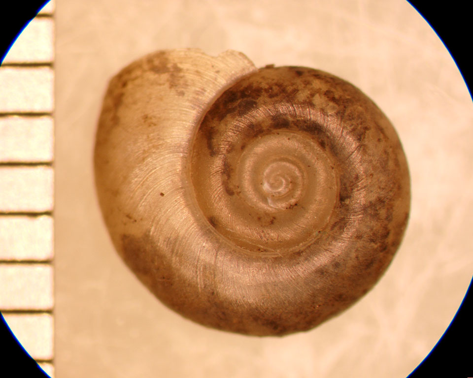 Promenetus umbilicatellus