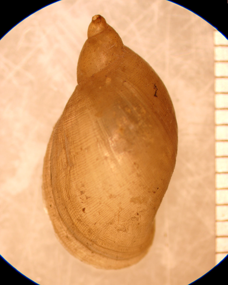 Pseudosuccinea columella