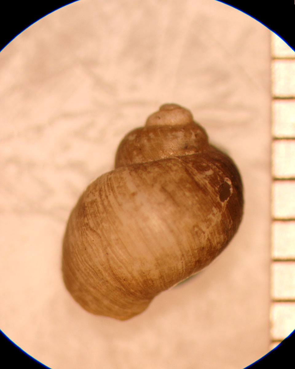 Somatogyrus tryoni