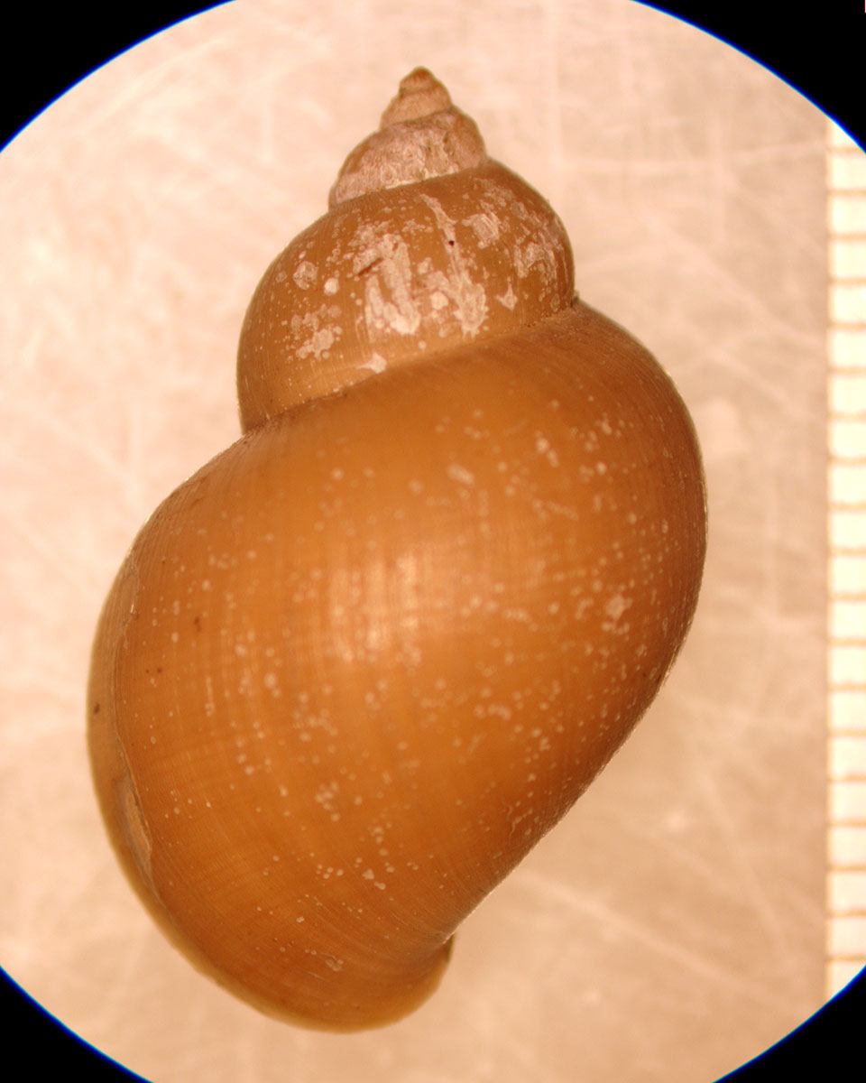 Stagnicola emarginata