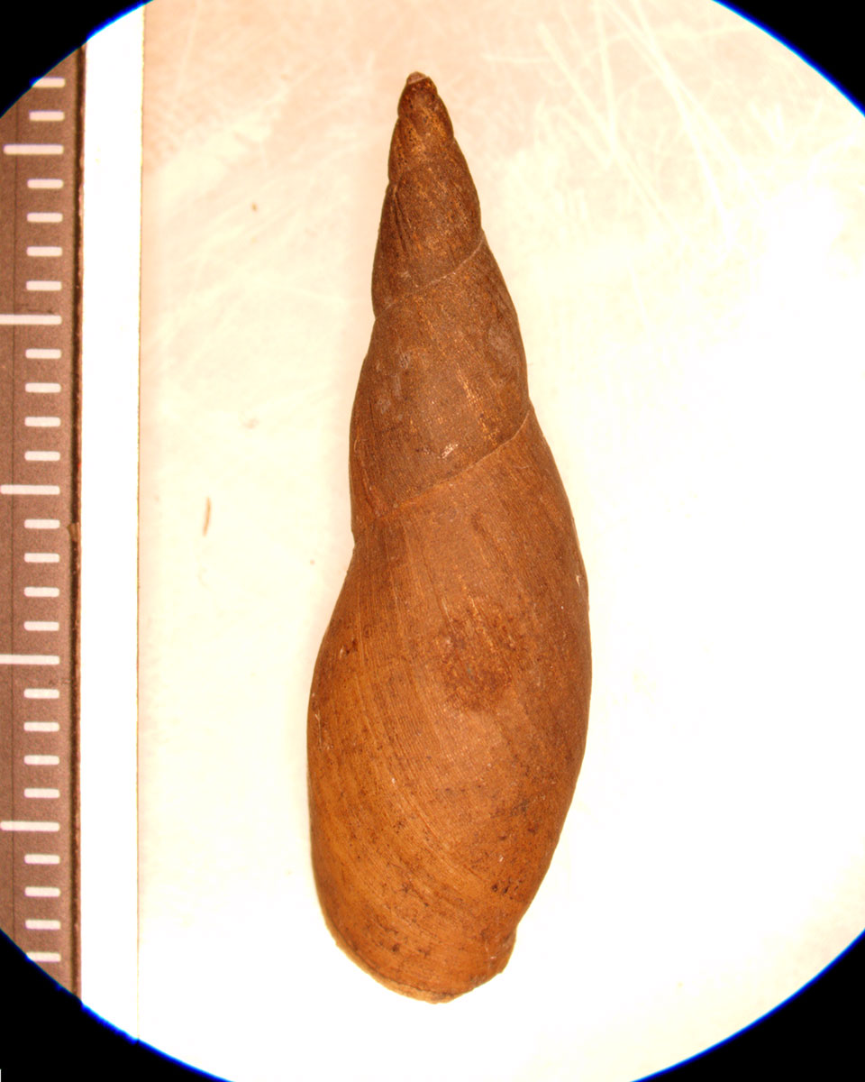 Stagnicola exilis