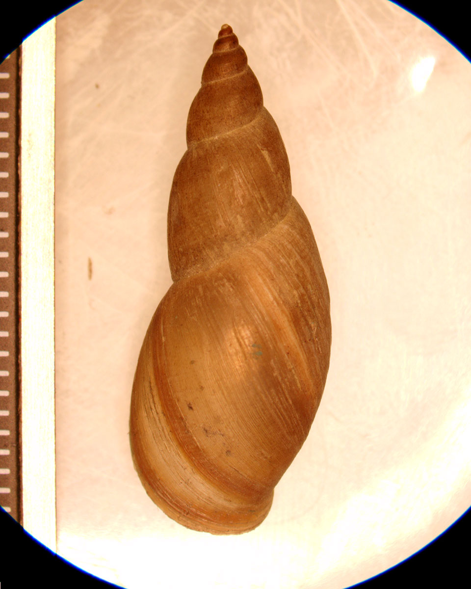 Stagnicola elodes