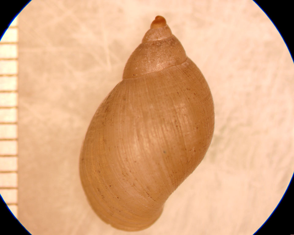 Stagnicola walkeriana