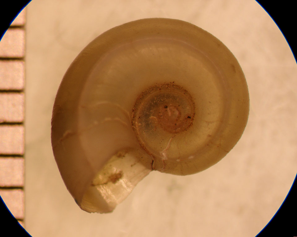 Valvata bicarinata