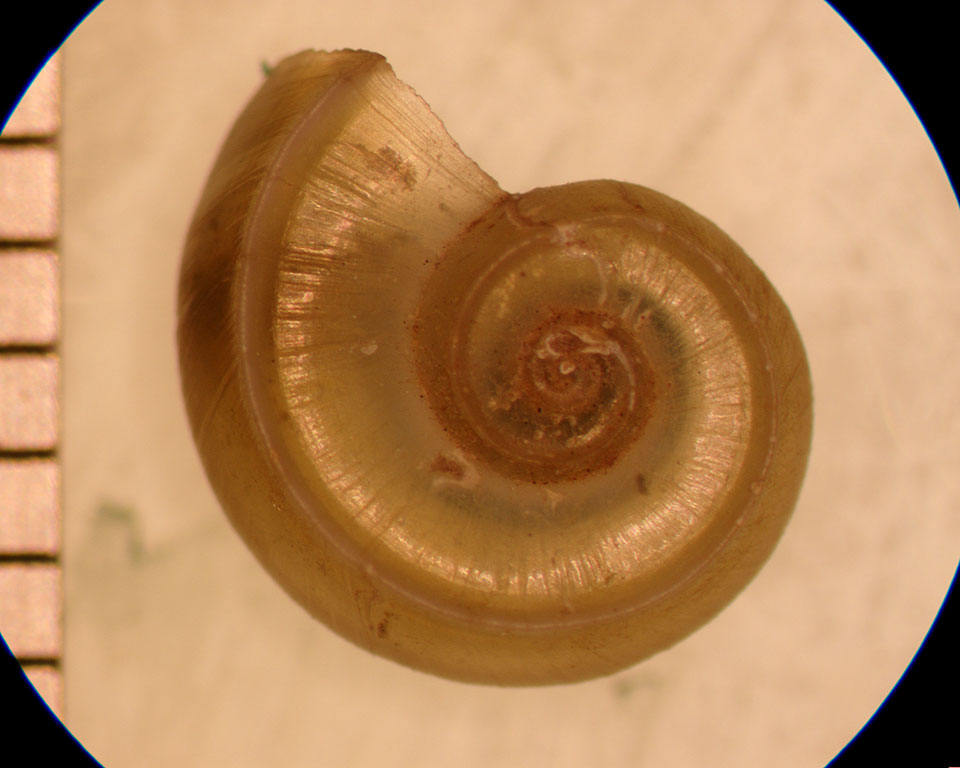 Valvata bicarinata