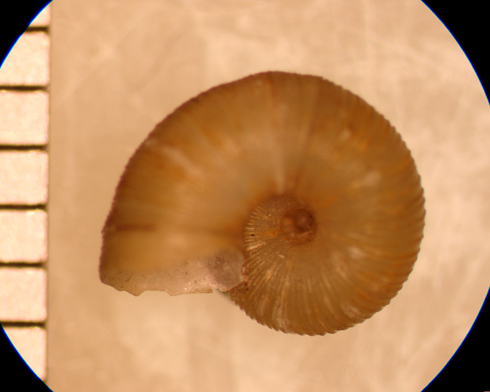 Valvata lewisi