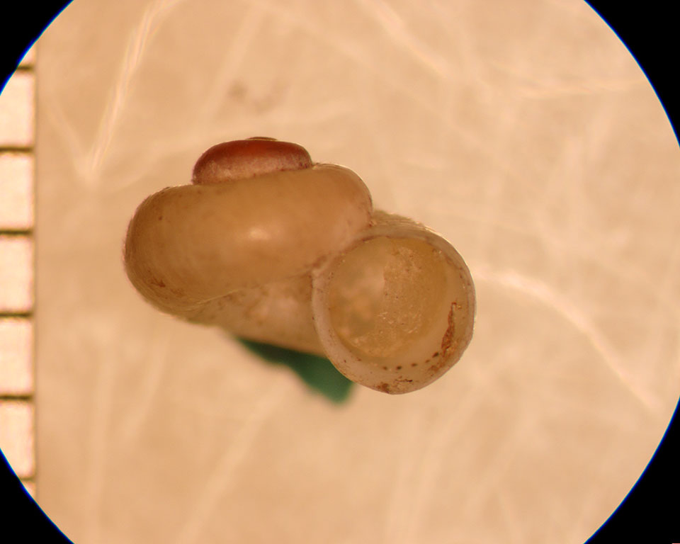 Valvata perdepressa