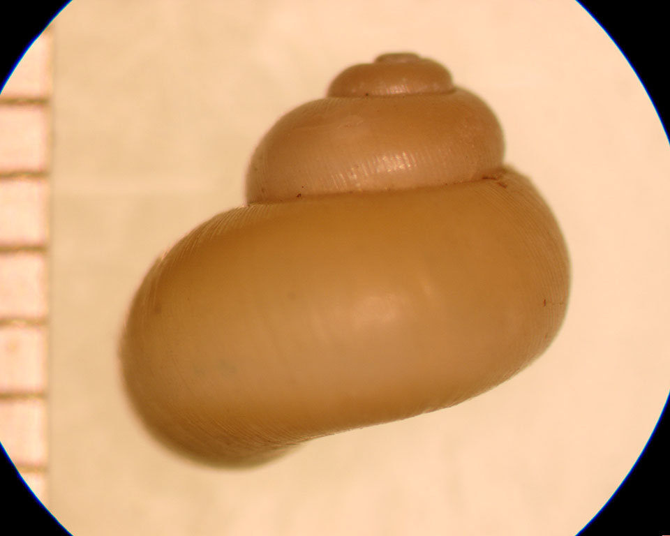 Valvata piscinalis