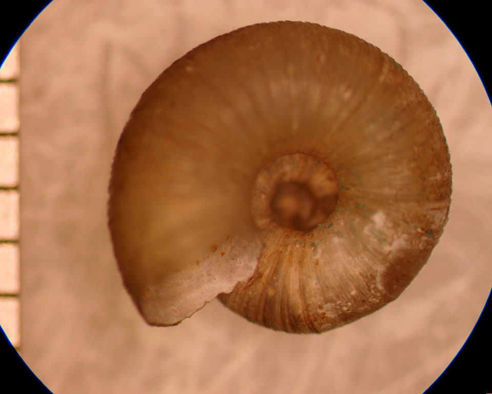 Valvata sincera