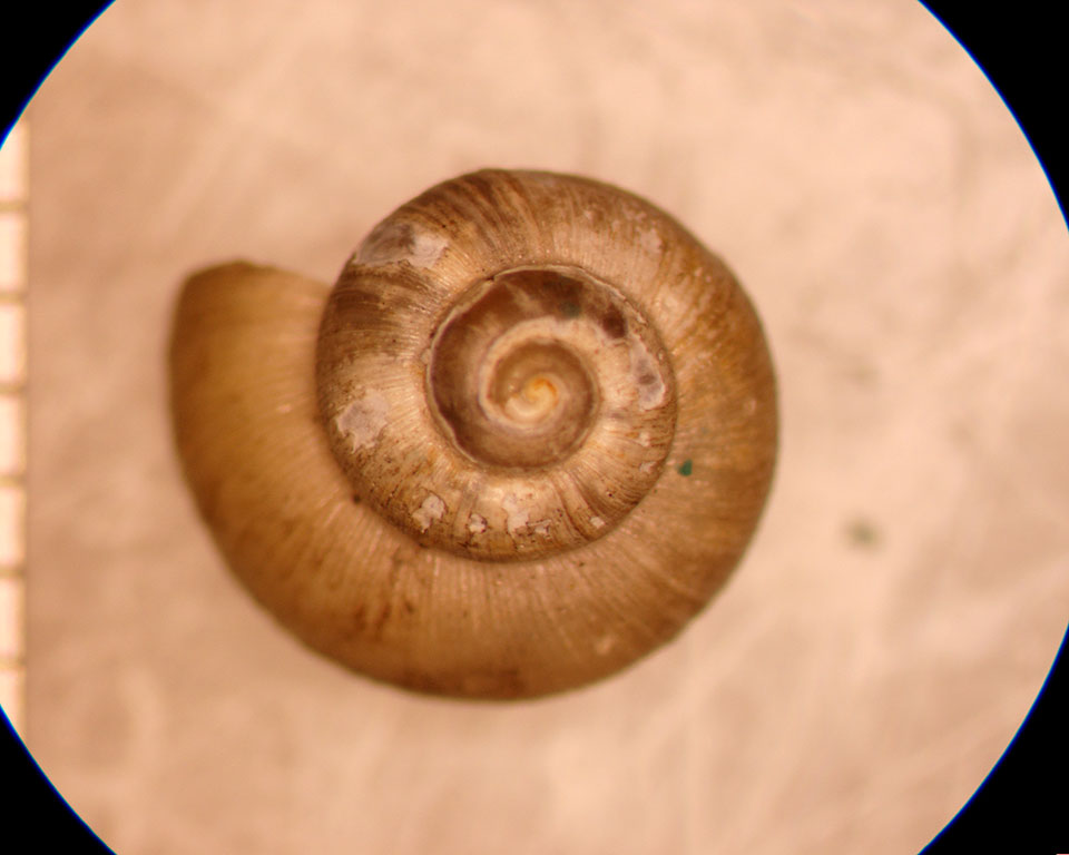 Valvata sincera