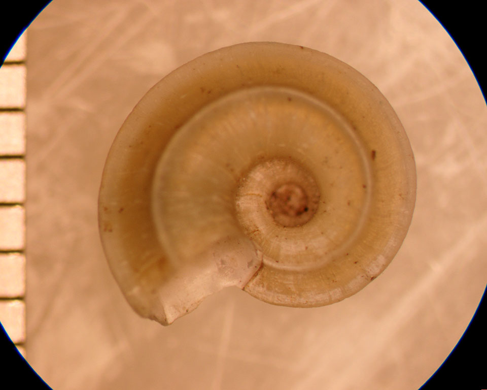 Valvata winnebagoensis