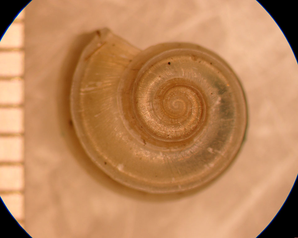 Valvata winnebagoensis
