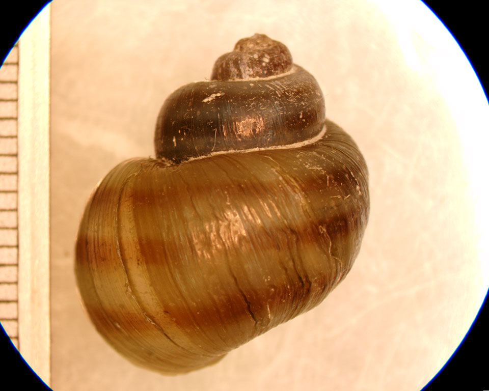 Viviparus georgianus