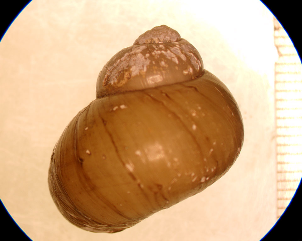 Viviparus subpurpureus