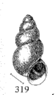 drawing of Fontigens nickliniana