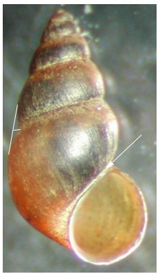 new zealand mud snail