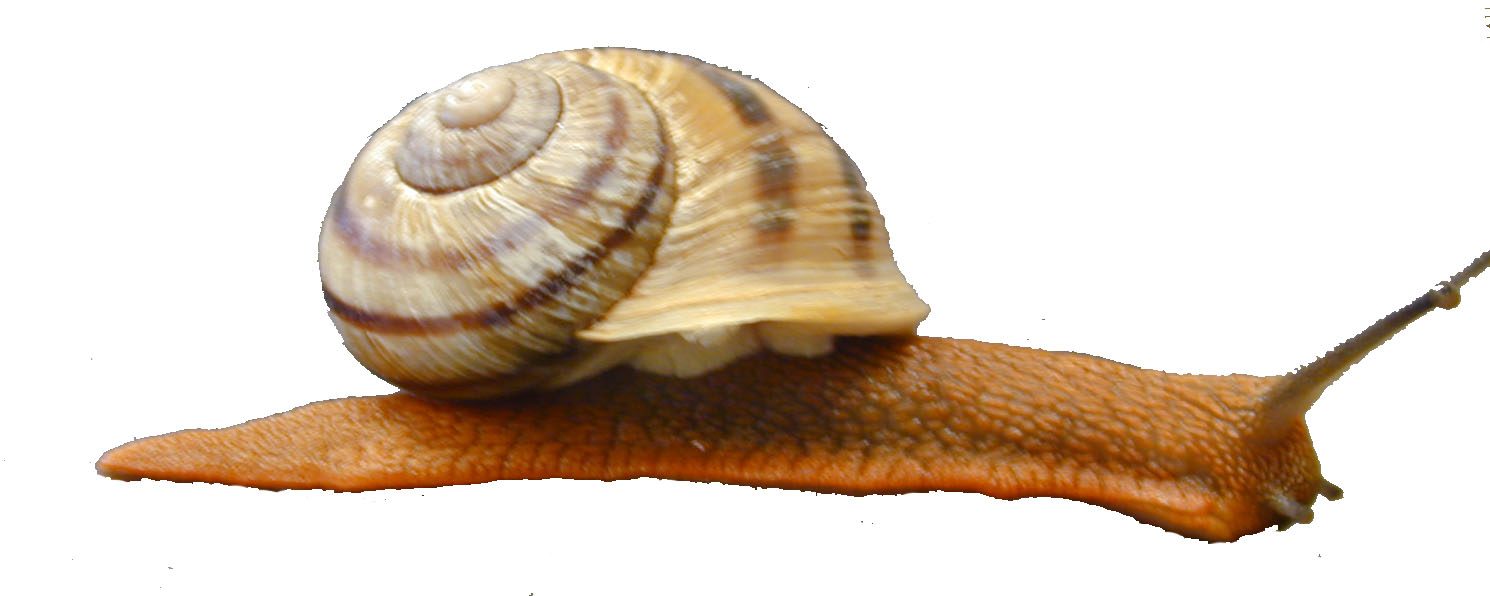 snail image