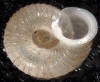 snail image