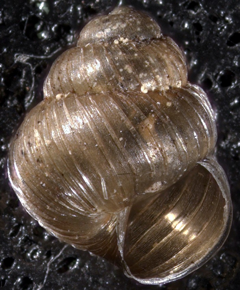 snail image